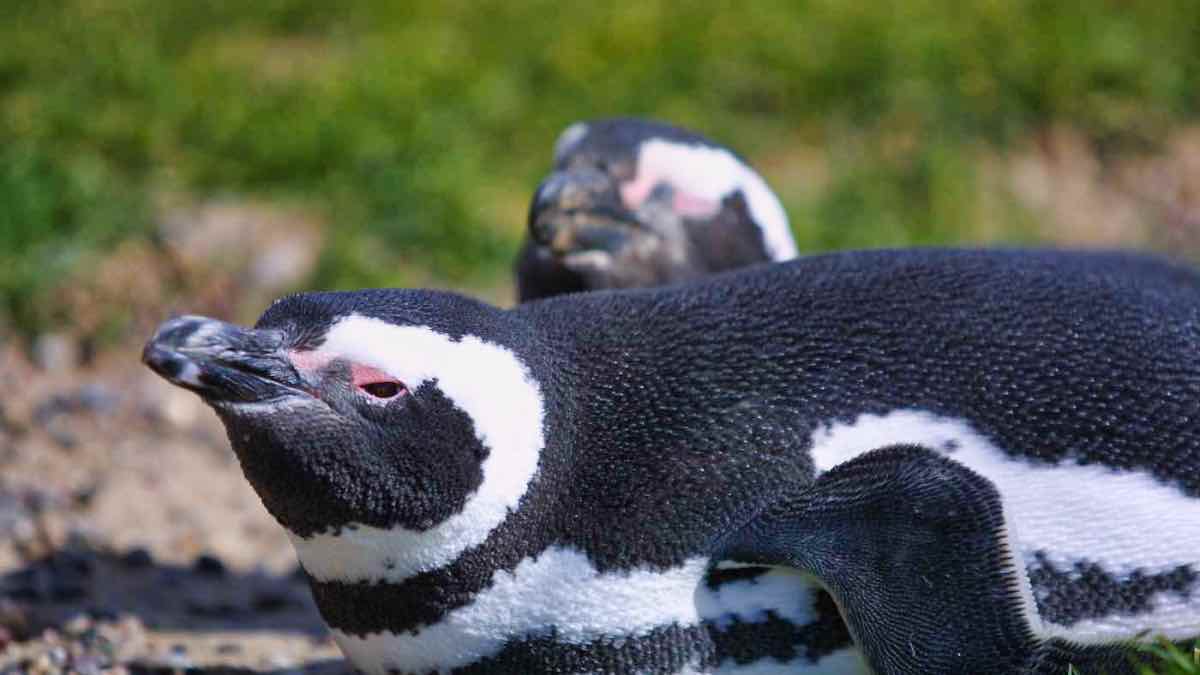 PenguinWorld